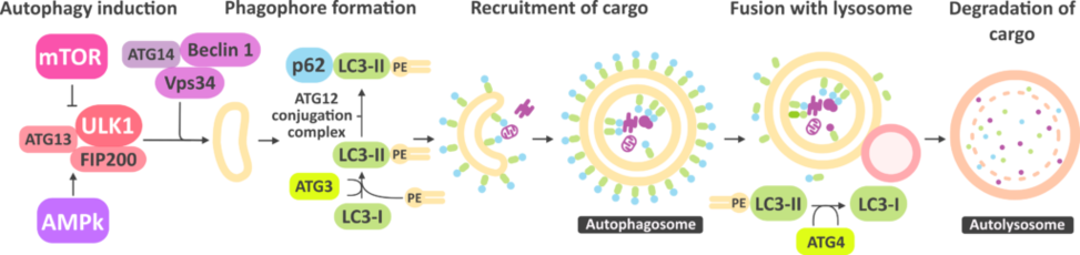 Autophagic-flux-long-1024x242