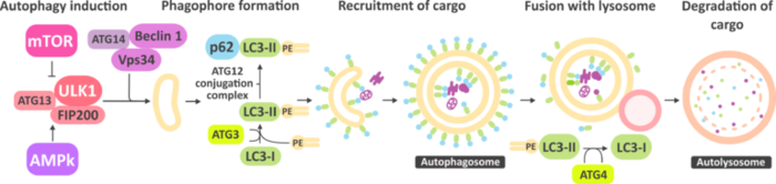 Autophagic-flux-long-768x182