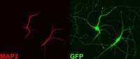 map2-gfp-768x324